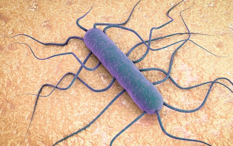 Listeria